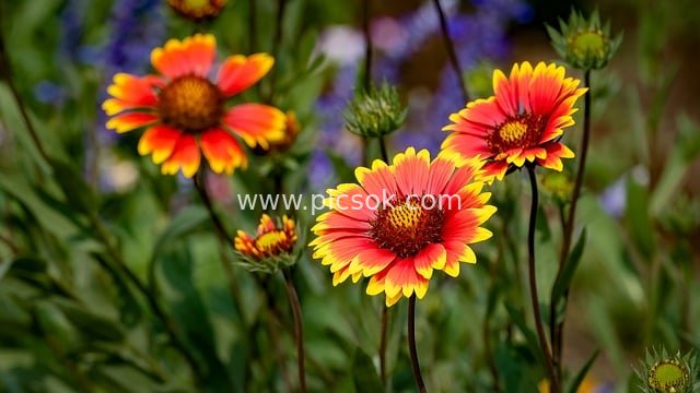 夏日绚烂非洲菊 自然花卉特写高清图