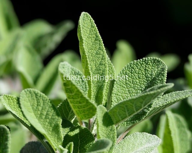 鼠尾草叶片特写：花园香草的药用与食用价值