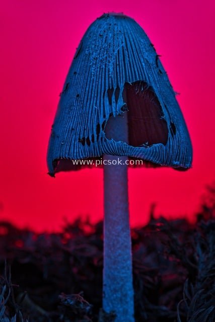 Macro Close-Up of Blue Umbrella Mushroom – Dreamy Forest Fungus with Red Background