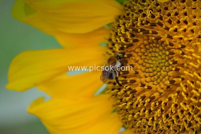 向日葵上的大黄蜂：夏日授粉的自然瞬间