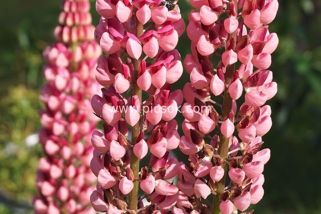 Blooming Pink Lupines: Close-Up of Natural Flowers in Spring Garden