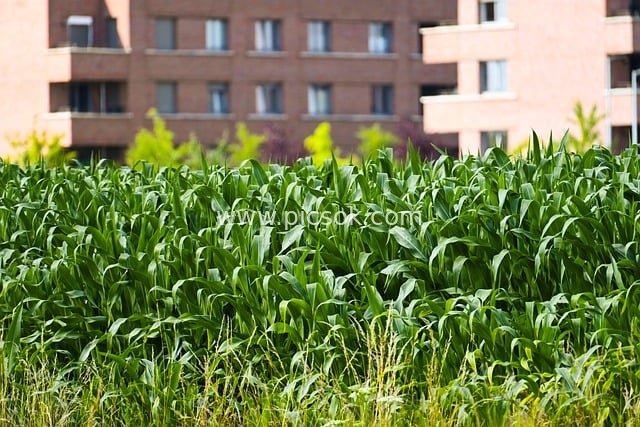 Green Cornfields in Urban Suburbs: Agricultural Natural Landscape