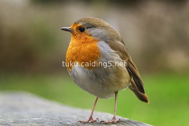 红胸知更鸟特写 自然野生动物摄影素材