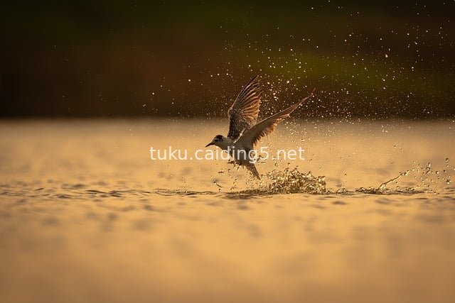 Bird Skimming Over Lake Surface | Wildlife & Nature Photography Stock