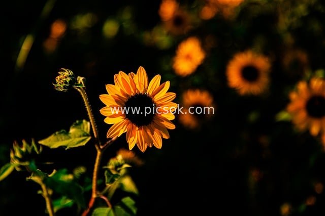 秋日逆光向日葵绽放 温暖阳光深色背景相映