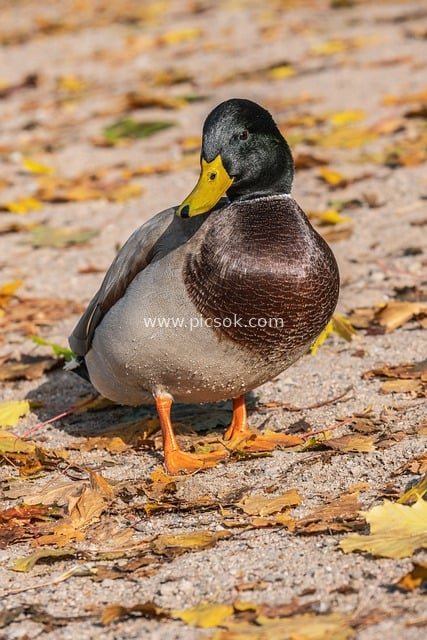 秋日落叶间的绿头鸭 野生动物摄影素材