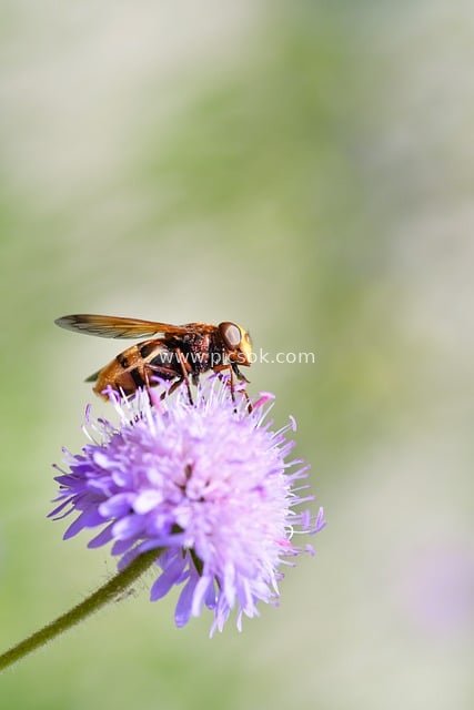 Hoverfly Resting on Purple Thistle Flower - Macro Nature Insect Photography