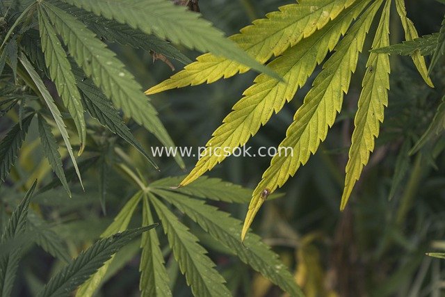 Close-up of Medical Cannabis Leaves - Natural Outdoor Healthy Plant Material