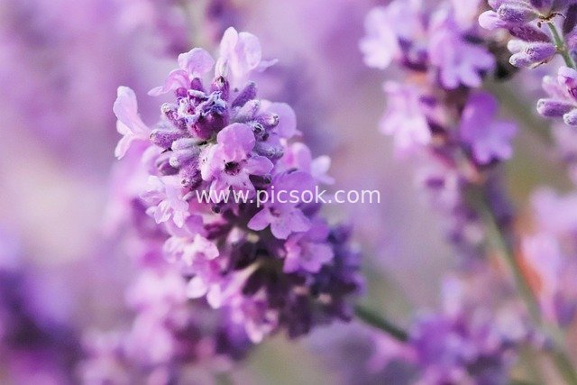 薰衣草特写 淡紫柔美花卉 自然浪漫素材