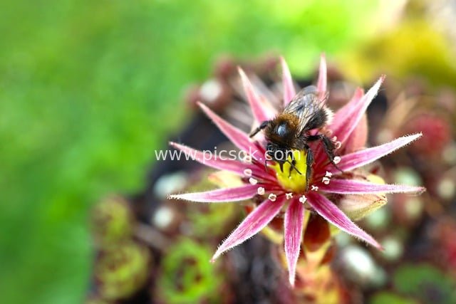 特写：大蜜蜂采蜜长生花 自然花园生机