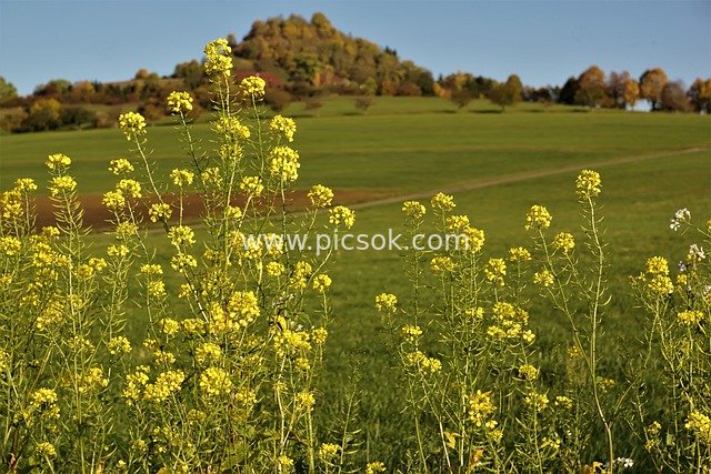 Summer in Tuttlingen, Germany: Golden Rapeseed Fields and Green Hills with Verdant Fields