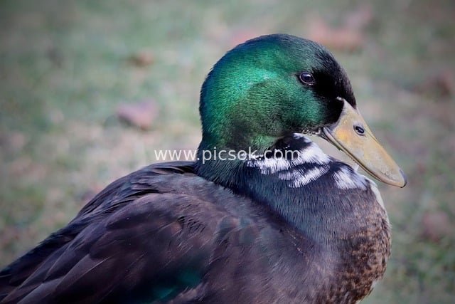 绿头鸭特写：翠绿羽冠与深色羽毛的自然之美