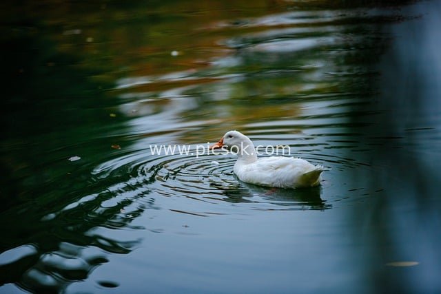 秋季湖景中的白鸭 自然风景摄影素材