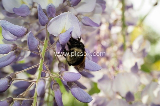 Bumblebee Gathering Nectar on Wisteria Blossoms: The Beauty of Diligent Spring Nature