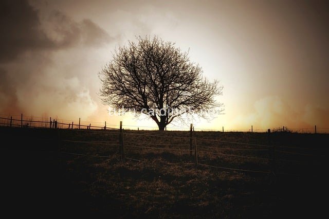 Isolated Tree in Pasture at Dusk: Lonely Autumn Scene on the Eve of a Storm
