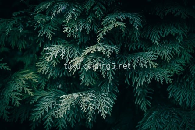 Close-Up of Dark Green Coniferous Branches – Natural Forest Background Wallpaper
