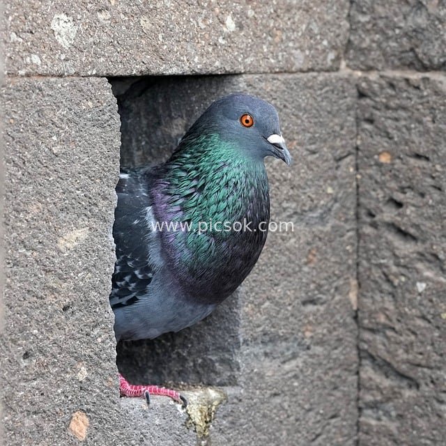 Gray Pigeon Peering Through a Stone Crack – Close-Up of Colorful Feathers and Red Eyes