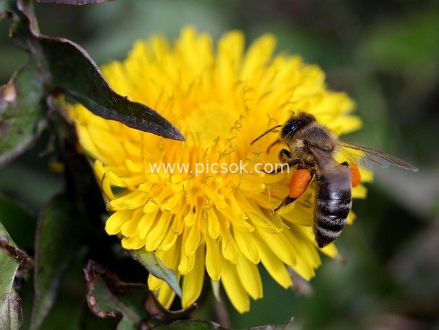 Bee Collecting Nectar on Yellow Dandelion – Close-up of Insect in Natural Ecology