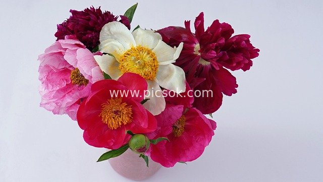 Colorful Peony Bouquet with Warm Floral Arrangement in Pink Vase