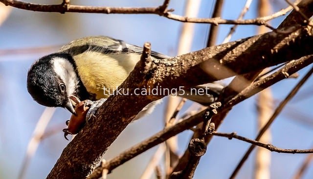大山雀栖息枝头啄食坚果 自然鸟类特写