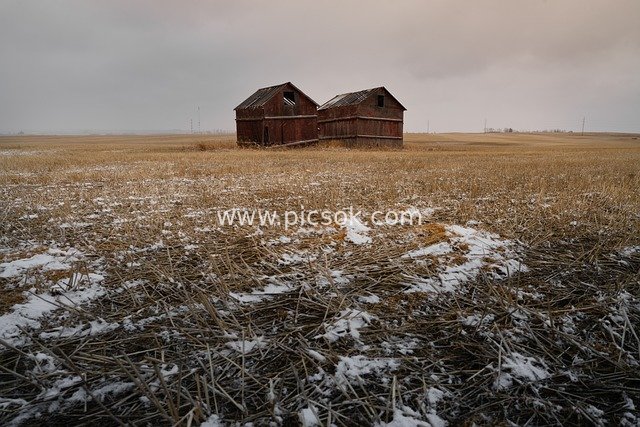 Abandoned Red Barns in Canada – Winter Landscape of Withered Fields and Snow