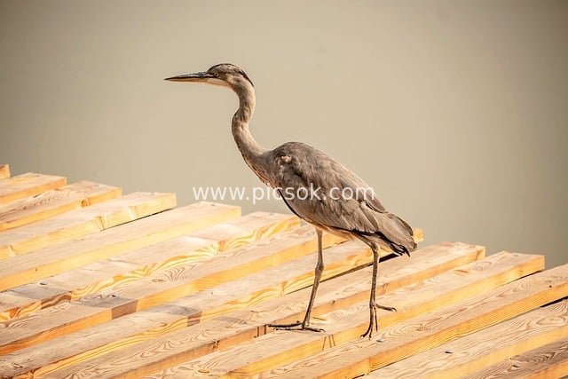 Gray Heron Perched on Wooden Platform | Natural Waterbird Background Wallpaper