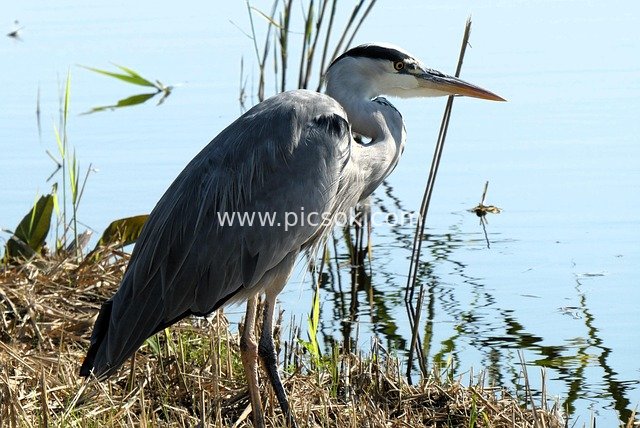 Grey Heron Awaiting Prey by the Ditch – Detailed Feathers of a Waterfowl