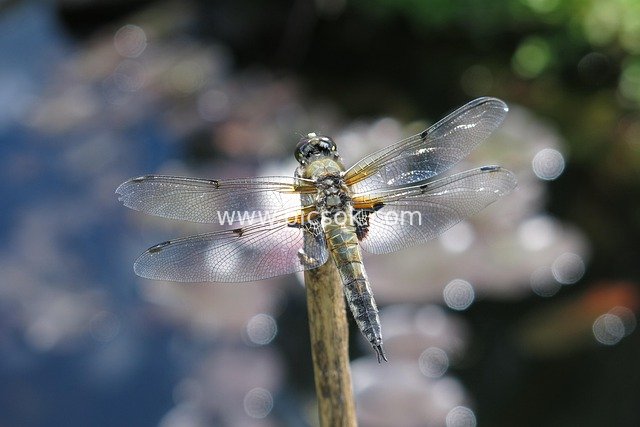 Close-up of a Resting Four-spotted Skimmer with Transparent Wings – Natural Ecology Photo