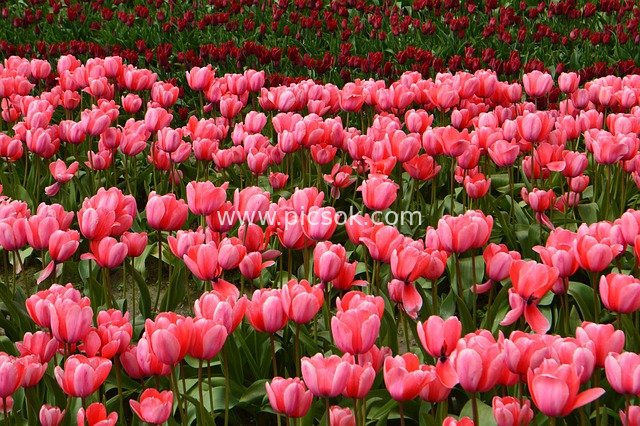 Skagit Valley Tulip Fields: Stunning Pink Blossom Sea