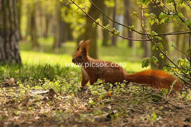 春日森林中觅食的红松鼠特写