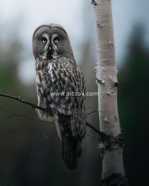 Great Grey Owl Perched on Birch Branch | Raptor Bird Photography Material