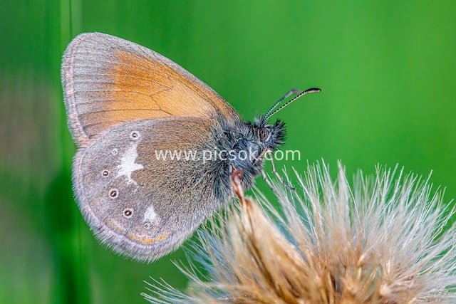 Close-up of a Chestnut Stone Moth Butterfly: A Summer Insect Resting on Brown-White Fuzzy Plants