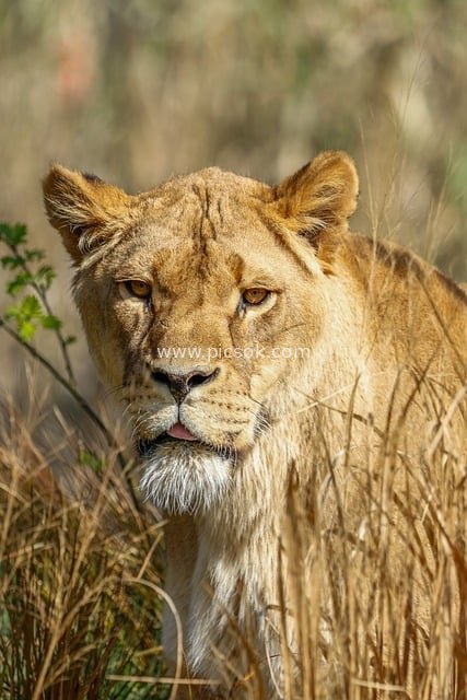 非洲草原母狮特写 野生捕食者动物摄影