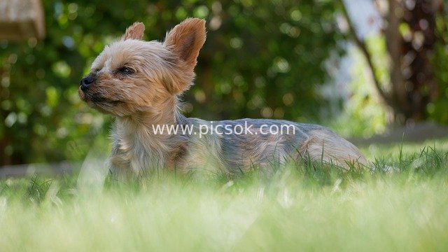 Cozy Scene of an Adorable Yorkshire Terrier Relaxing on the Lawn
