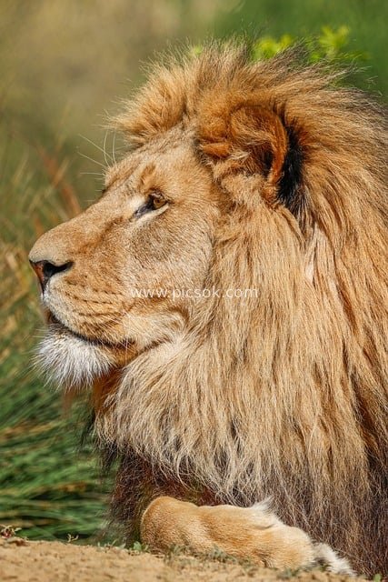 威严雄狮特写 自然野性中的顶级掠食者