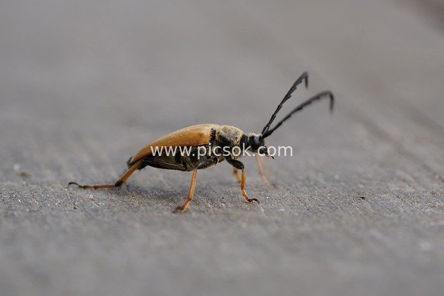 Close-up of an Orange Longhorn Beetle: A Curious Moment in Natural Wildlife