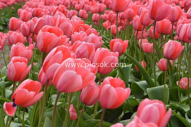 Pink Tulip Fields: Spring Splendor in Skagit Valley