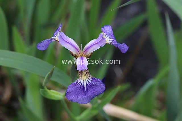 Spring Purple Iris Fresh Natural Flower Material