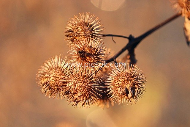 秋季干枯牛蒡果特写 药用植物暖棕质感