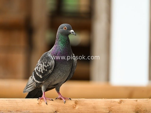 Close-up of a Gray Pigeon Perched on a Wooden Beam – Natural Bird Material with Colorful Feathers