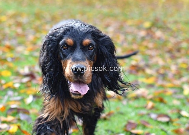 A Cute Close-Up of a Gordon Setter on Autumn Grass