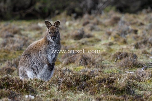 红颈袋鼠 澳大利亚塔斯马尼亚摇篮山野生动物