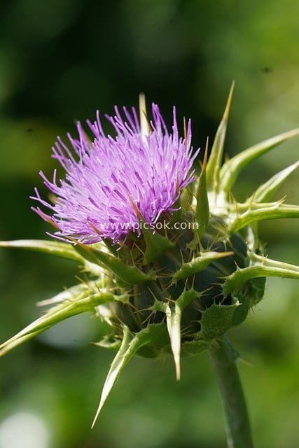 紫色蓟花特写 带刺野生植物自然绽放