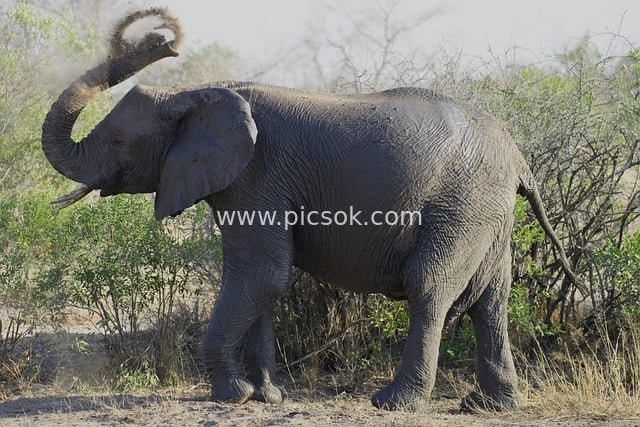 非洲象甩泥嬉戏 野生动物自然欢乐瞬间