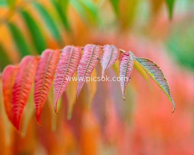 秋季漆树红叶特写 暖调自然植物素材