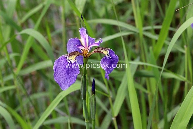 Purple Iris Blooms in Spring - Fresh Natural Floral Material