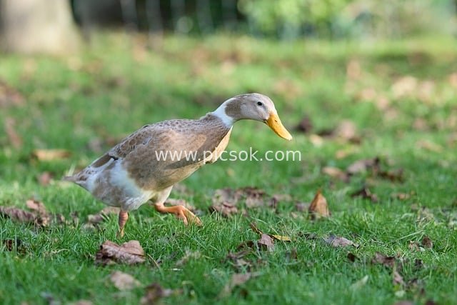 印度跑鸭漫步户外草地 灵动家禽秋日自然场景