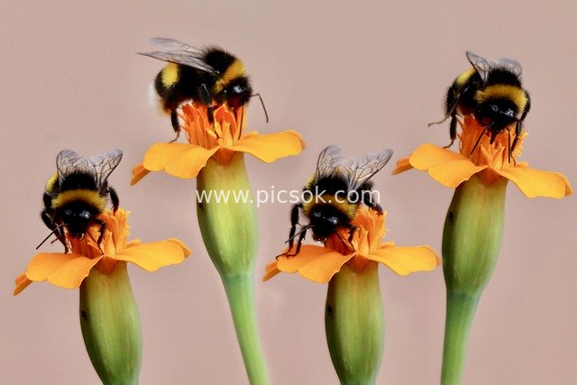 Bumblebees Pollinating Orange Signet Marigolds: Natural Ecological Image of Insects Collecting Nectar