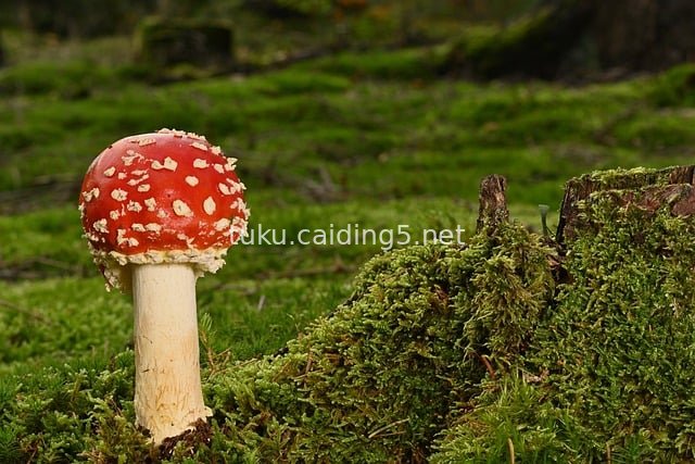 森林地面红色毒蘑菇特写 苔藓树桩背景