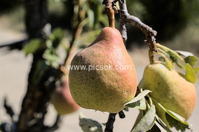 Close-up of Ripe Pears on Pear Tree Branches in Summer Sunlight